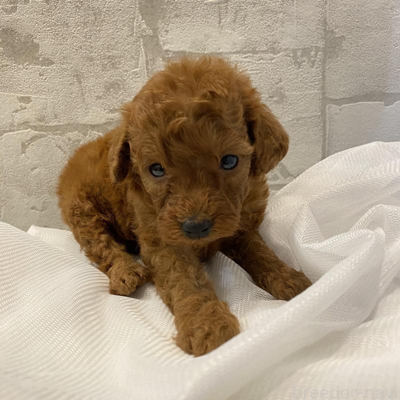 販売中の群馬県のミニチュアプードル-424436の6枚目