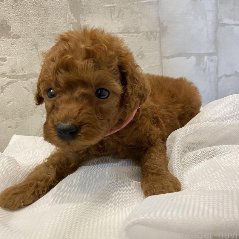 販売中の群馬県のミニチュアプードル-424436の5枚目