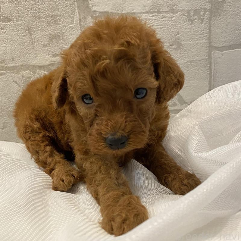 販売中の群馬県のミニチュアプードル-424436の4枚目