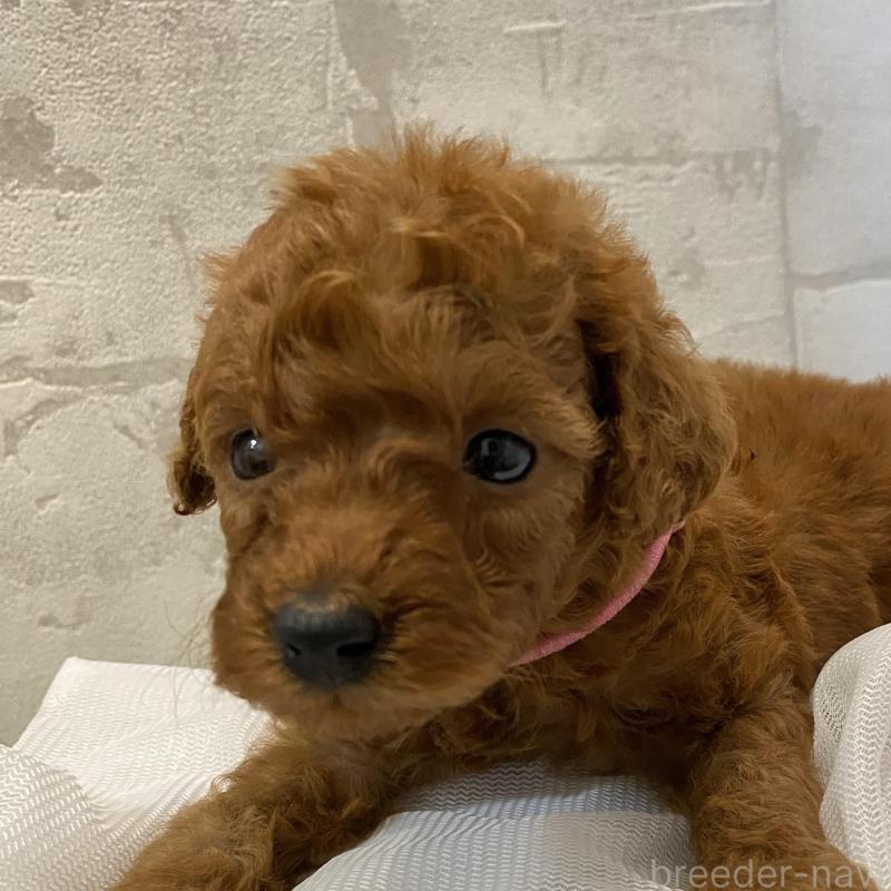 販売中の群馬県のミニチュアプードル-424436の2枚目