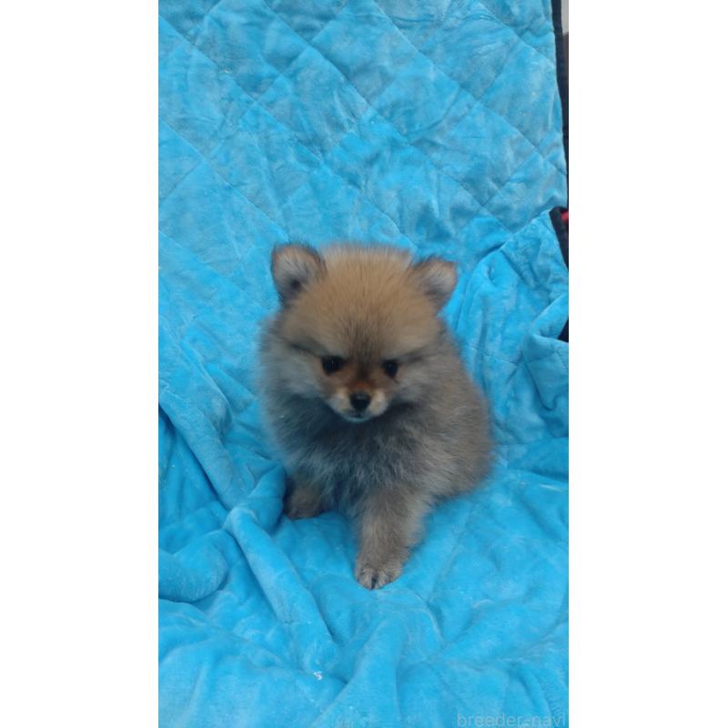 販売中の神奈川県のポメラニアン-424438の4枚目