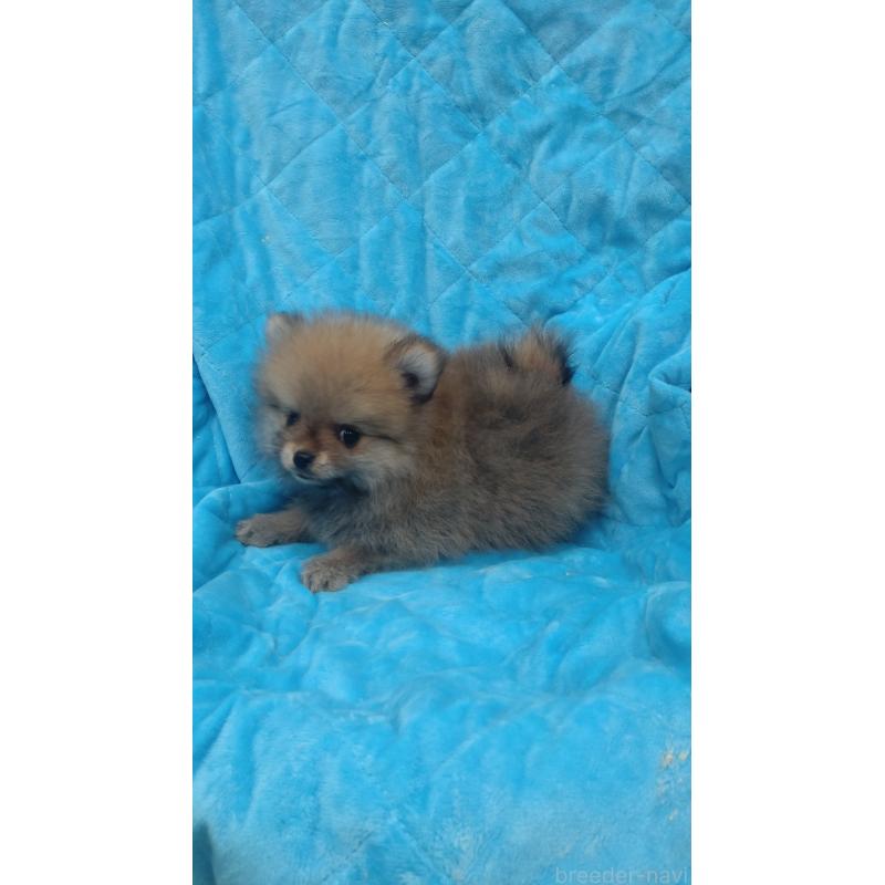 販売中の神奈川県のポメラニアン-424438の3枚目