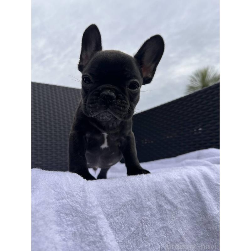 成約済の愛媛県のフレンチブルドッグ-421451の24枚目