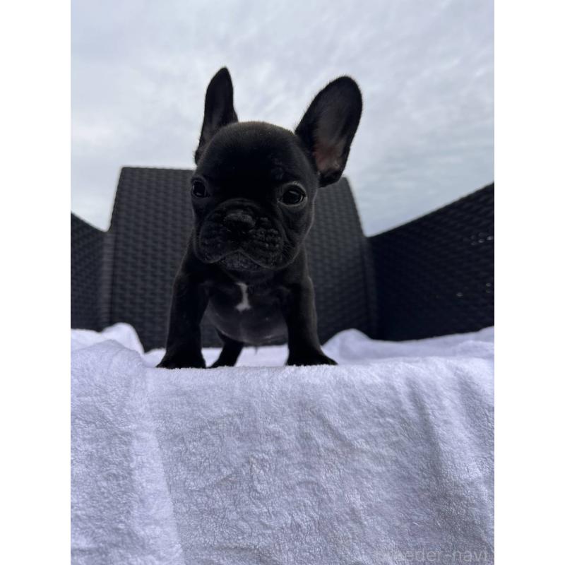 成約済の愛媛県のフレンチブルドッグ-421451の23枚目