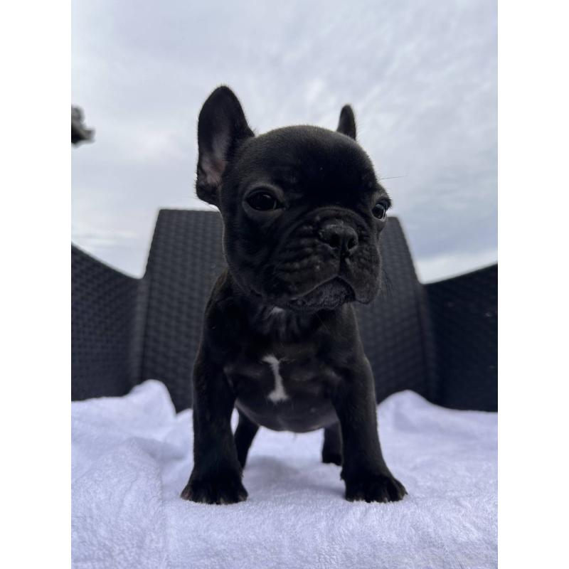 成約済の愛媛県のフレンチブルドッグ-421451の22枚目