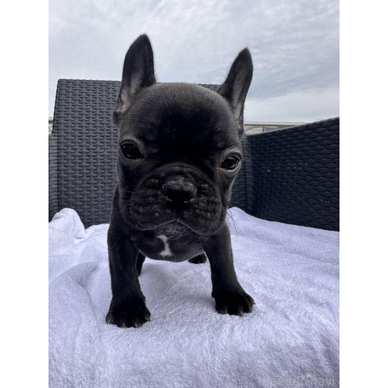 成約済の愛媛県のフレンチブルドッグ-421451の21枚目