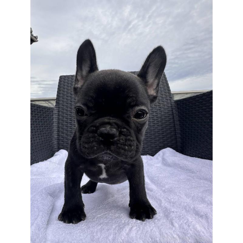 成約済の愛媛県のフレンチブルドッグ-421451の20枚目