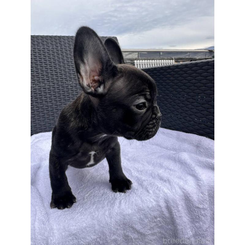 成約済の愛媛県のフレンチブルドッグ-421451の19枚目