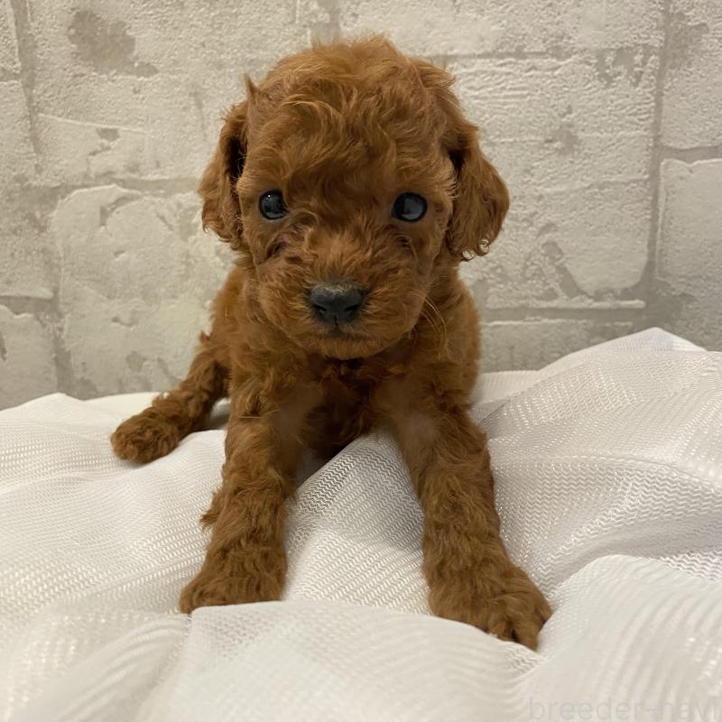 販売中の群馬県のミニチュアプードル-424439