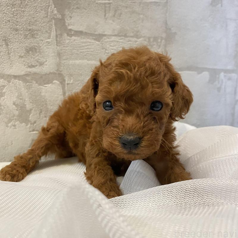 販売中の群馬県のミニチュアプードル-424439の6枚目