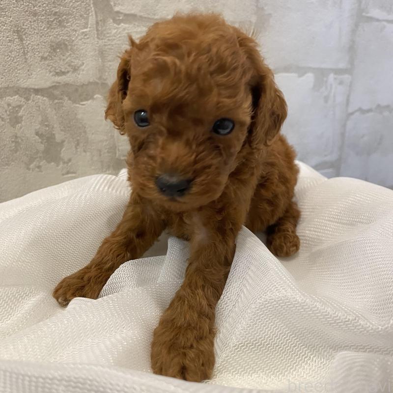 販売中の群馬県のミニチュアプードル-424439の5枚目