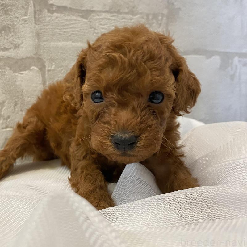 販売中の群馬県のミニチュアプードル-424439の4枚目