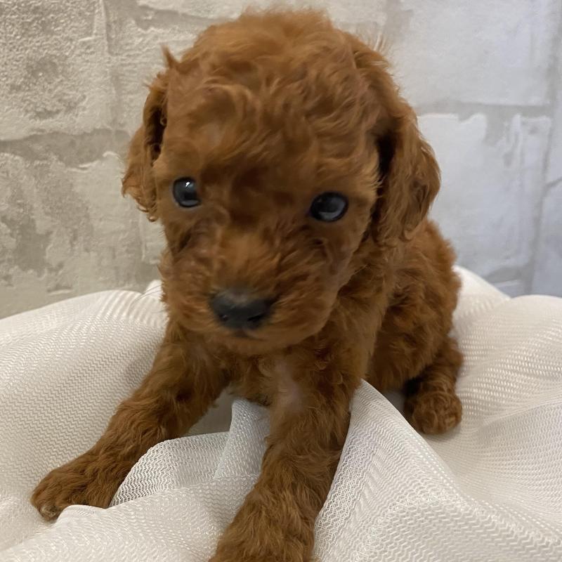 販売中の群馬県のミニチュアプードル-424439の3枚目