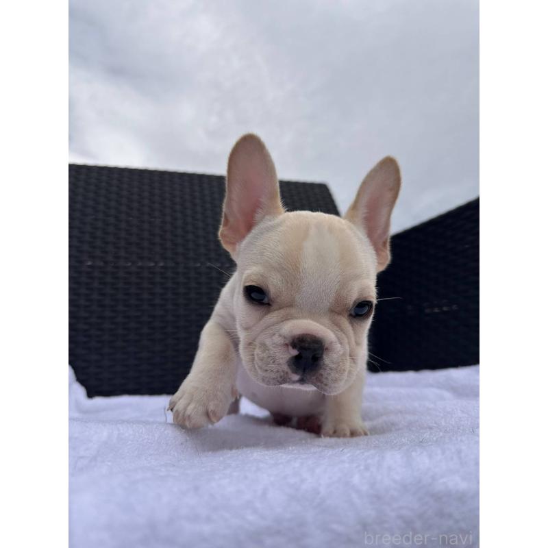 成約済の愛媛県のフレンチブルドッグ-421445の5枚目