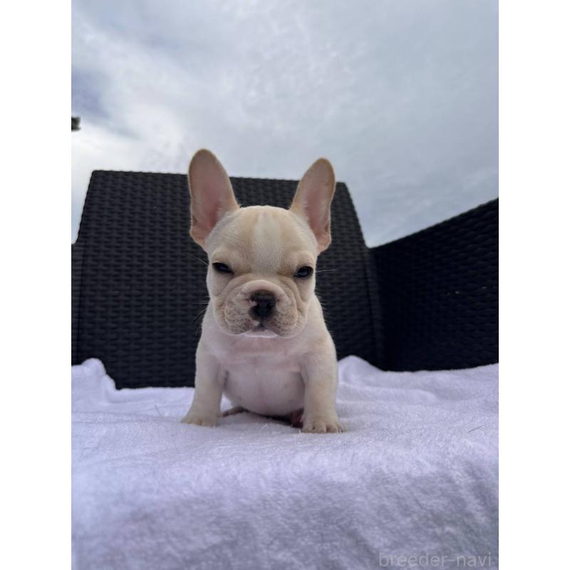 成約済の愛媛県のフレンチブルドッグ-421445の4枚目