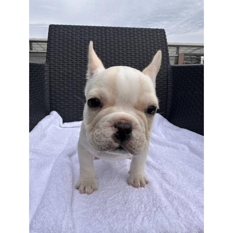 成約済の愛媛県のフレンチブルドッグ-421445