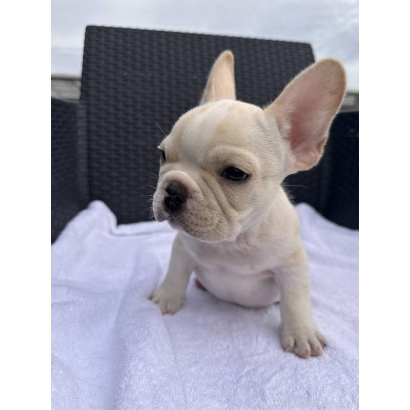 成約済の愛媛県のフレンチブルドッグ-421445の3枚目