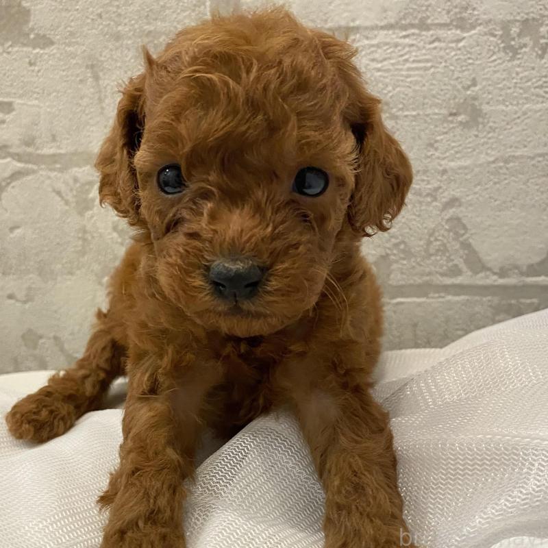 販売中の群馬県のミニチュアプードル-424439の2枚目