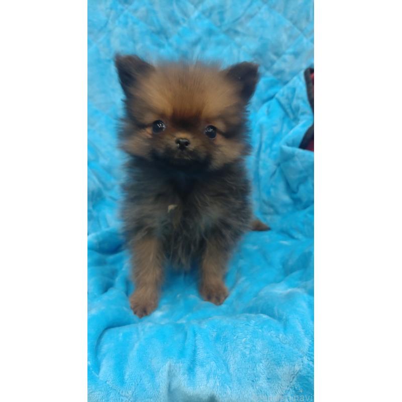 販売中の神奈川県のポメラニアン-424440の4枚目