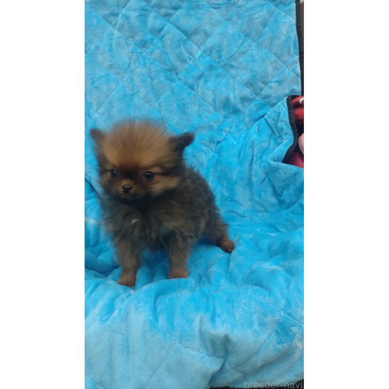 販売中の神奈川県のポメラニアン-424440の3枚目