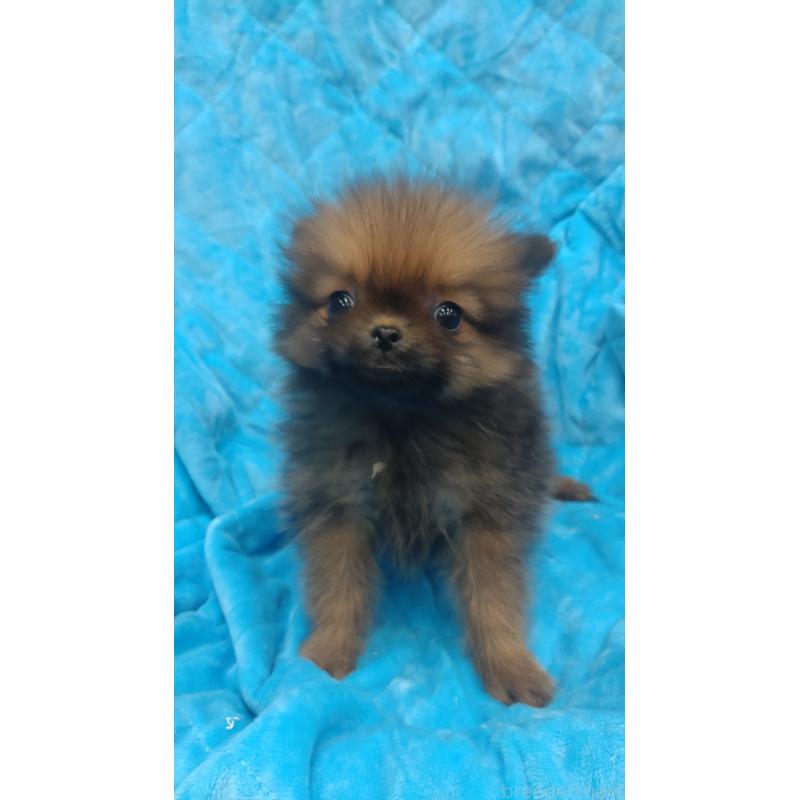 販売中の神奈川県のポメラニアン-424440の2枚目