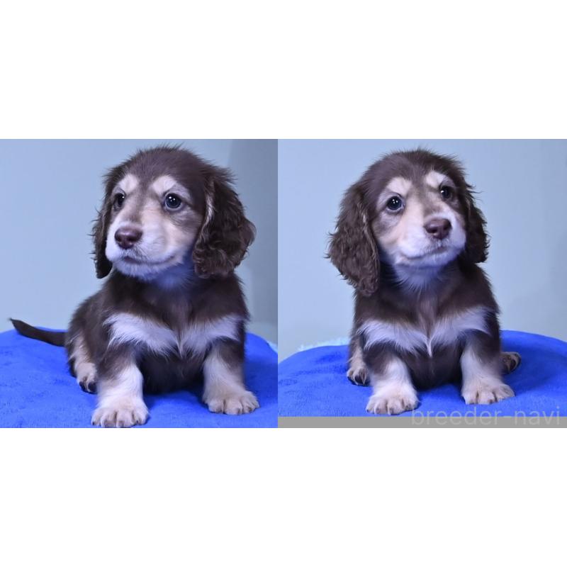 成約済の愛媛県のミニチュアダックスフンド(ロングヘアード)-420508の3枚目