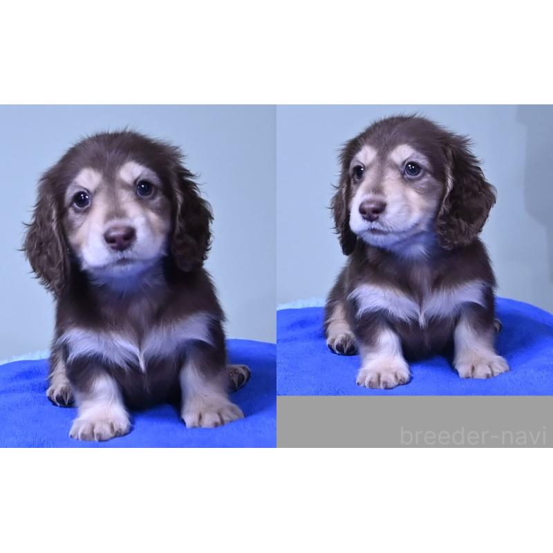 成約済の愛媛県のミニチュアダックスフンド(ロングヘアード)-420508の2枚目