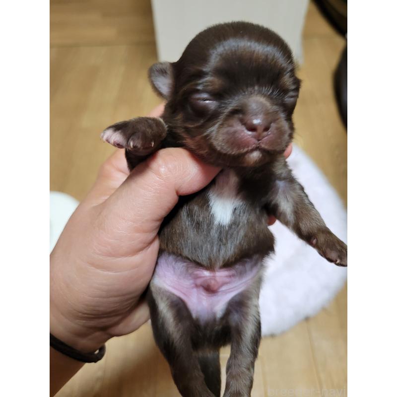 販売中の千葉県のチワワ(ロングコート)-424443の6枚目