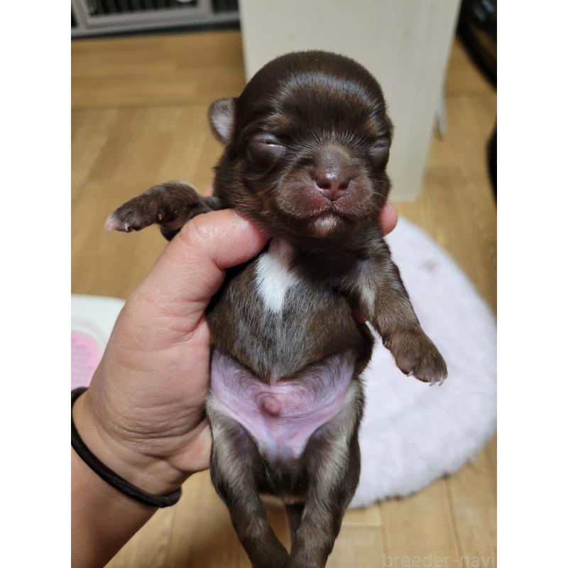 販売中の千葉県のチワワ(ロングコート)-424443の5枚目