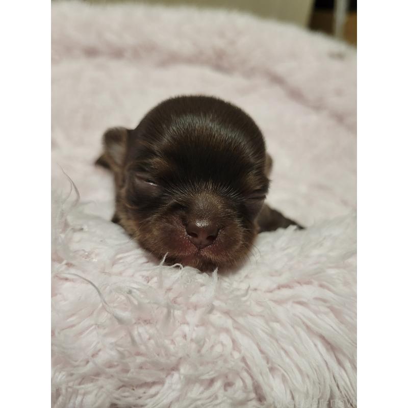 販売中の千葉県のチワワ(ロングコート)-424443の4枚目