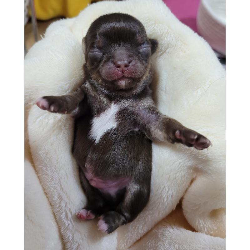 販売中の千葉県のチワワ(ロングコート)-424443の3枚目