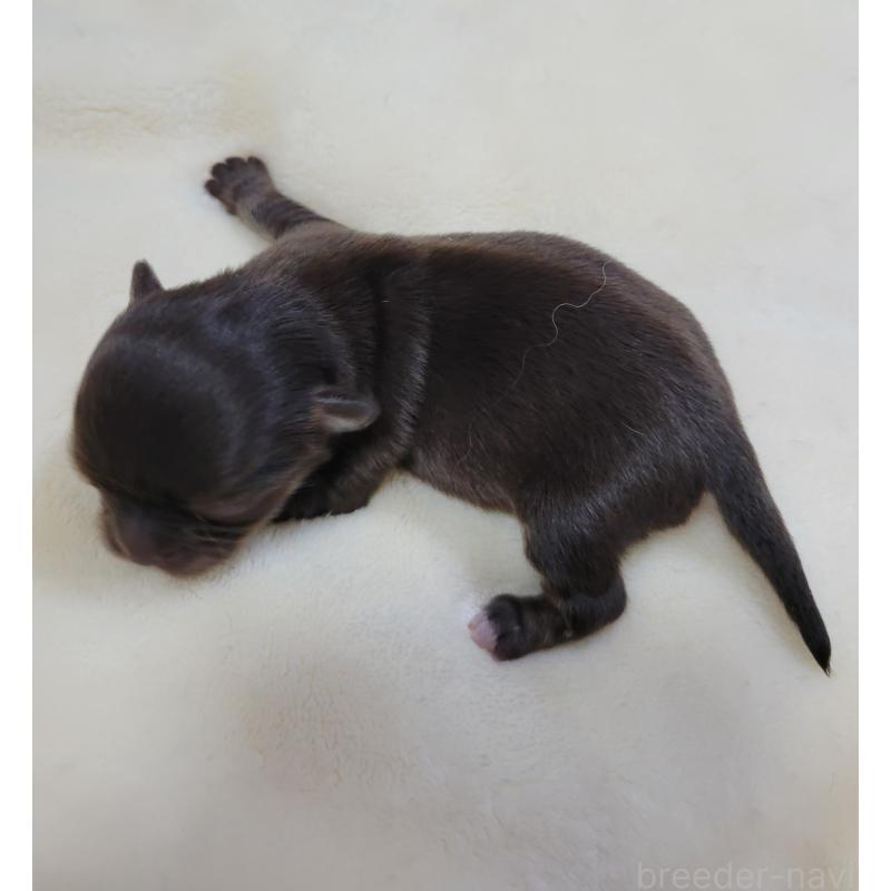 販売中の千葉県のチワワ(ロングコート)-424443の2枚目