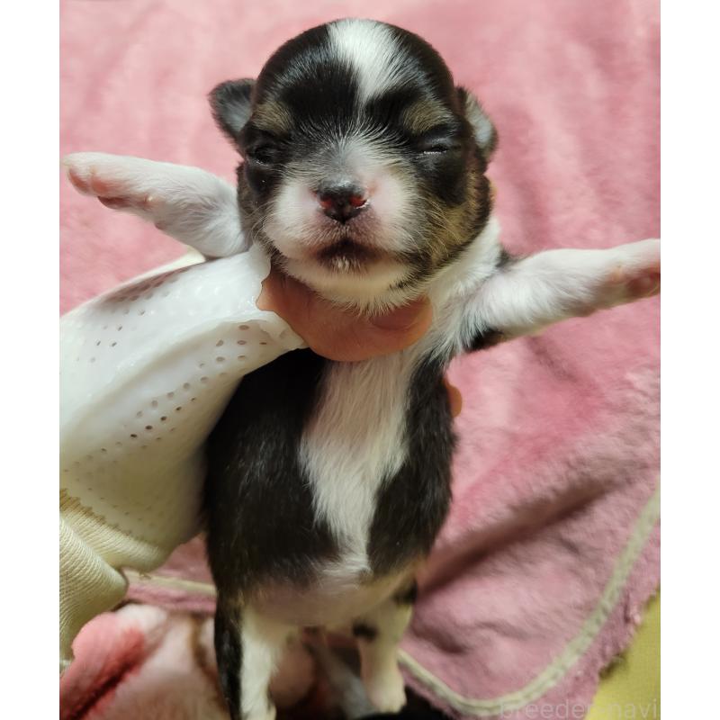 販売中の千葉県のチワワ(ロングコート)-424444の8枚目