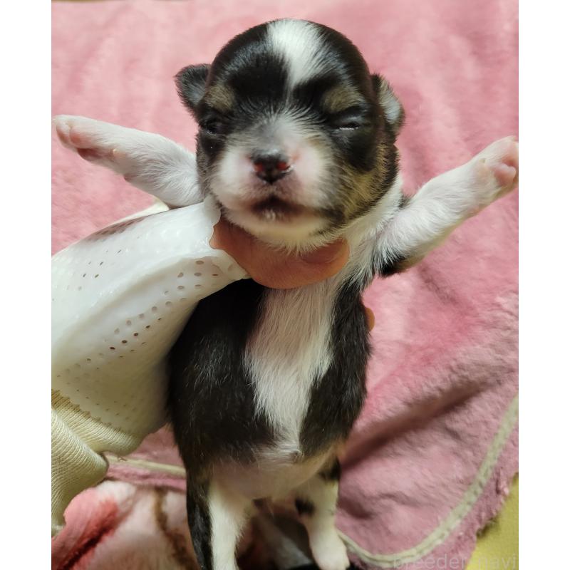 販売中の千葉県のチワワ(ロングコート)-424444の7枚目