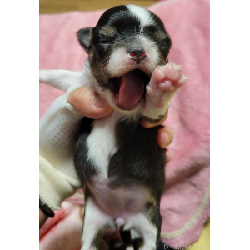 販売中の千葉県のチワワ(ロングコート)-424444の6枚目