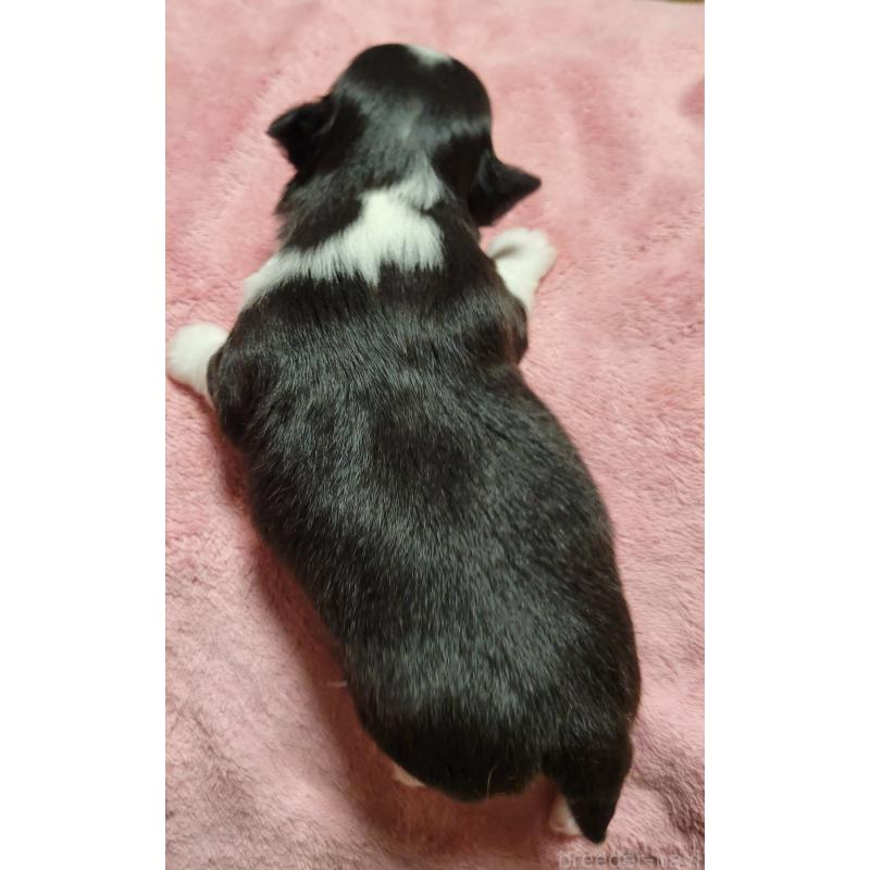 販売中の千葉県のチワワ(ロングコート)-424444の5枚目