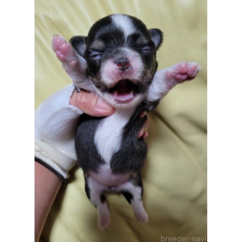 販売中の千葉県のチワワ(ロングコート)-424444の4枚目