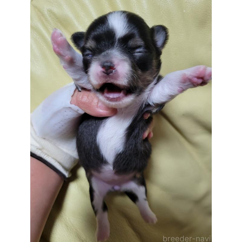 販売中の千葉県のチワワ(ロングコート)-424444の3枚目