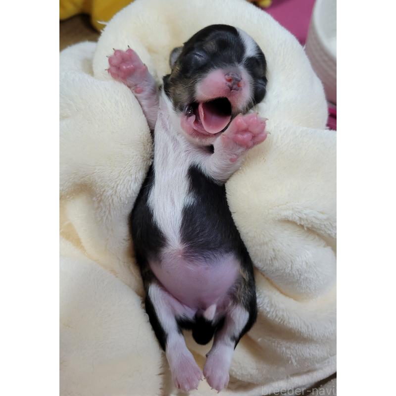 販売中の千葉県のチワワ(ロングコート)-424444の2枚目