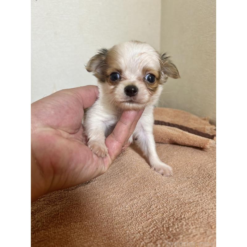 販売中の埼玉県のチワワ(ロングコート)-424445の1枚目