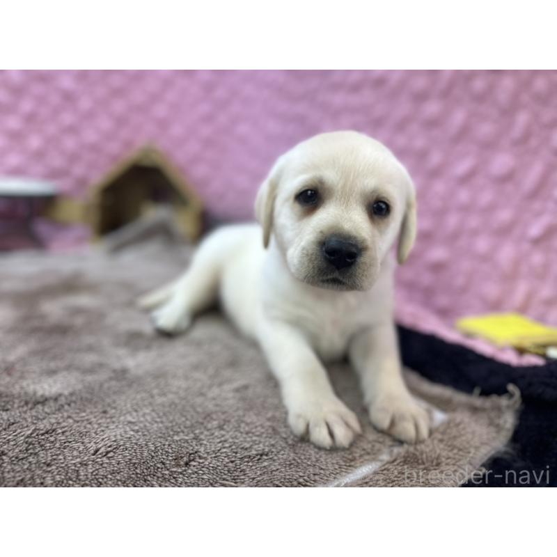 販売中の茨城県のラブラドールレトリーバー-418566