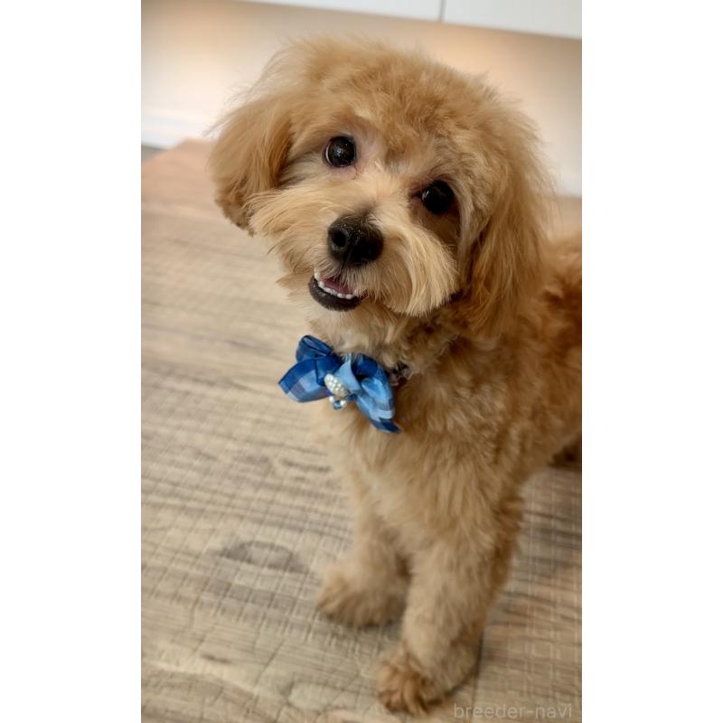 販売中の埼玉県のマルプー:マルチーズ×トイプードル-379780の13枚目