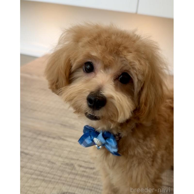 販売中の埼玉県のマルプー:マルチーズ×トイプードル-379780の12枚目