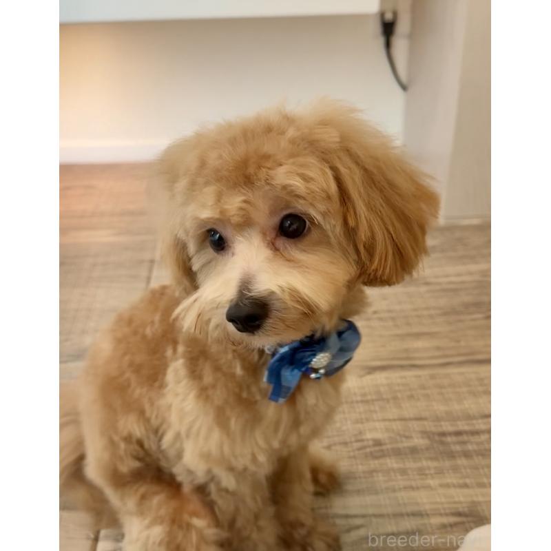 販売中の埼玉県のマルプー:マルチーズ×トイプードル-379780の11枚目