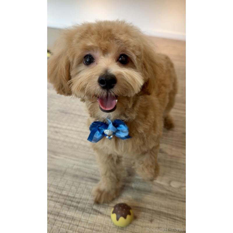 販売中の埼玉県のマルプー:マルチーズ×トイプードル-379780の10枚目