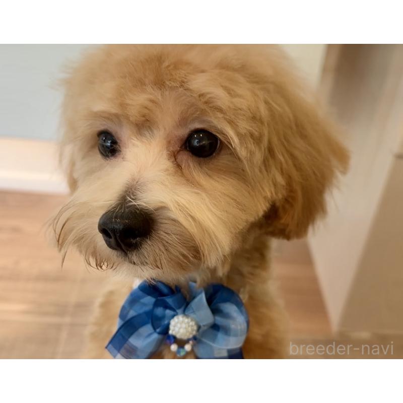 販売中の埼玉県のマルプー:マルチーズ×トイプードル-379780の9枚目