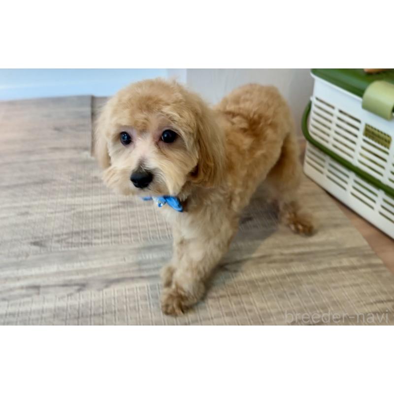 販売中の埼玉県のマルプー:マルチーズ×トイプードル-379780の8枚目