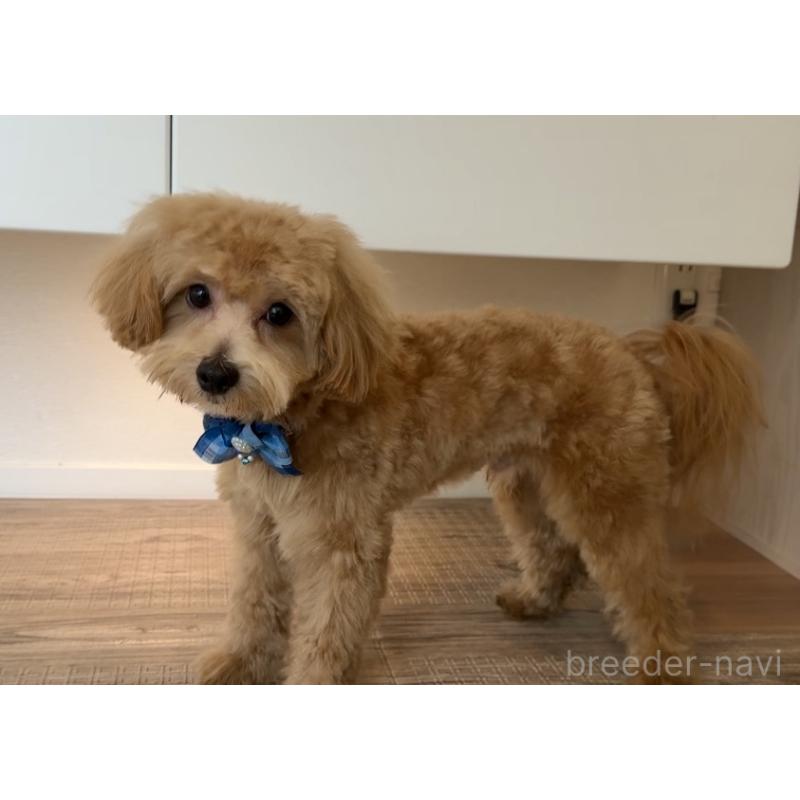 販売中の埼玉県のマルプー:マルチーズ×トイプードル-379780の7枚目