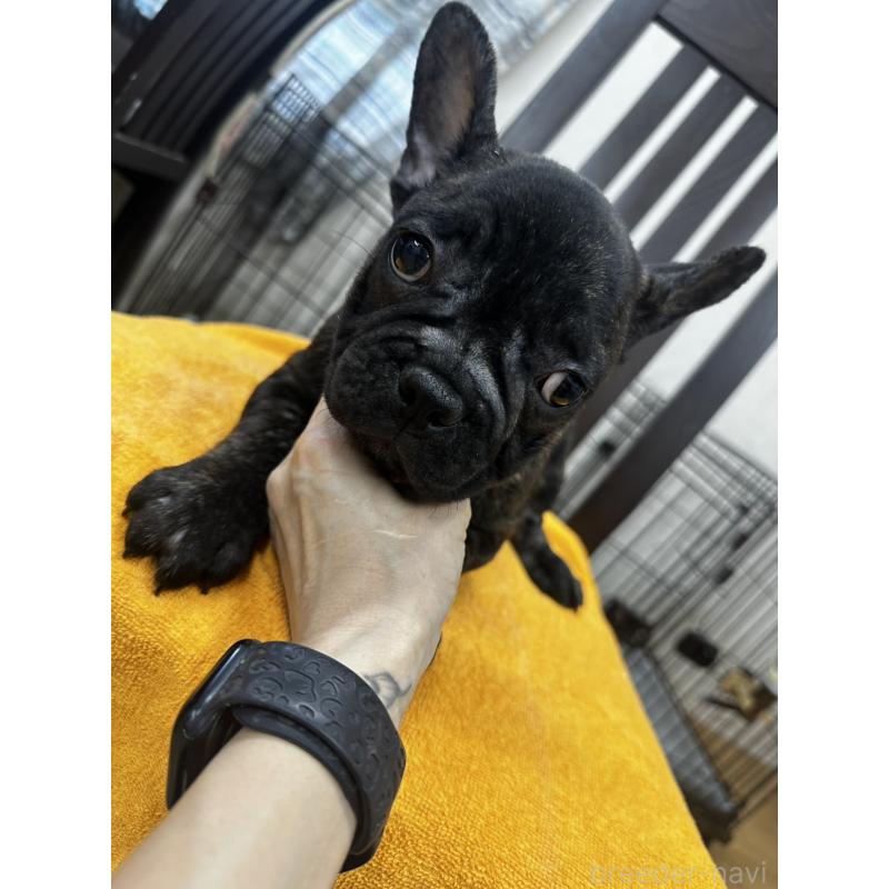 販売中の千葉県のフレンチブルドッグ-418593の4枚目