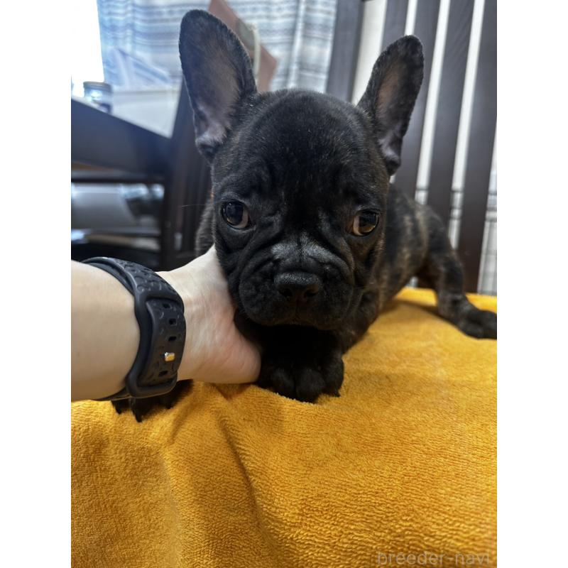 販売中の千葉県のフレンチブルドッグ-418593